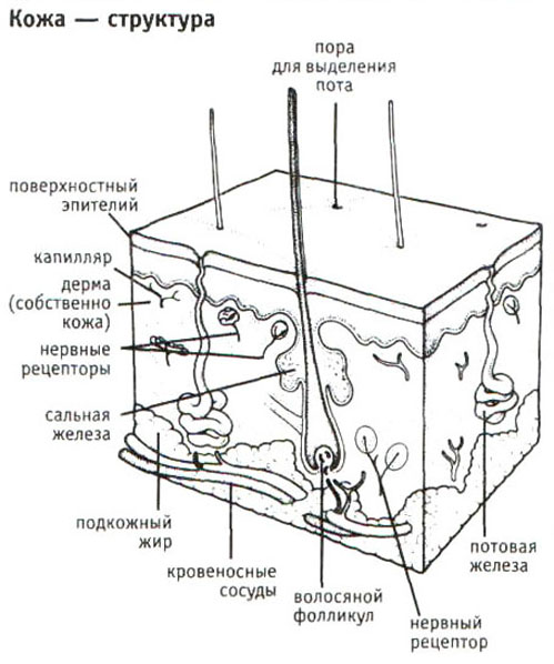 Строение кожи черно белый рисунок